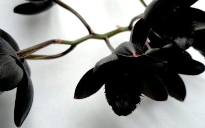 Black Orchid